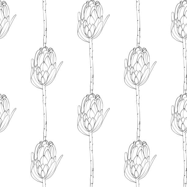 illustrations, cliparts, dessins animés et icônes de la ligne de modèle transparente art fleurs protea. conception textile en tissu. - illustration vectorielle - leaf black background line art nature