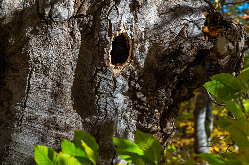 Bird nest in a tree trunk