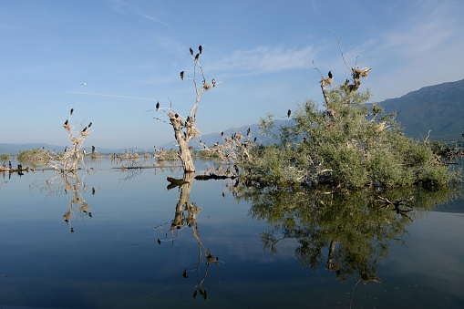 Lake Kerkini in Northern Greece, one of the most important wetlands in Europe, is considered to be one of the top European bird watching destinations. About 300 bird species have been observed here.