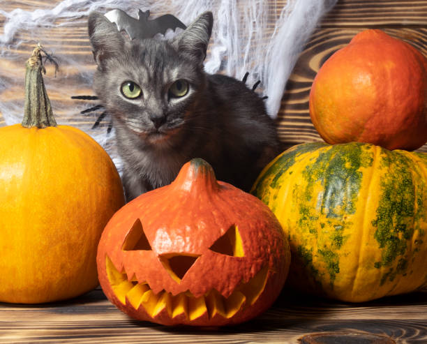 istock Halloween or Thanksgiving background with fresh fall pumpkins on straw lit by a burning lantern and sparkling part lights behind with copy space 1279946485