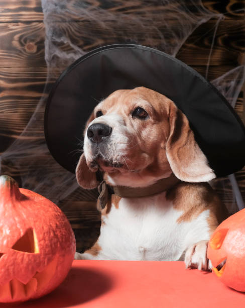 istock Halloween or Thanksgiving background with fresh fall pumpkins on straw lit by a burning lantern and sparkling part lights behind with copy space 1279946515
