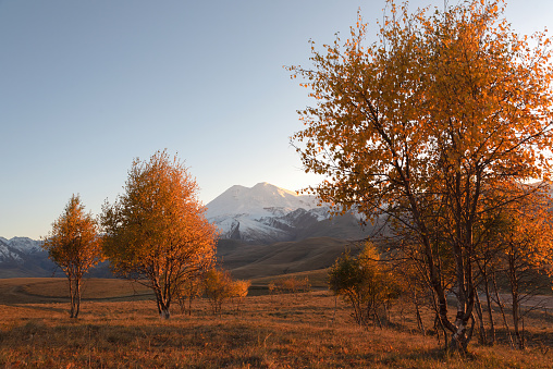 Autumn orange trees against the backdrop of the summit of Mount Elbrus. Autumn landscape.