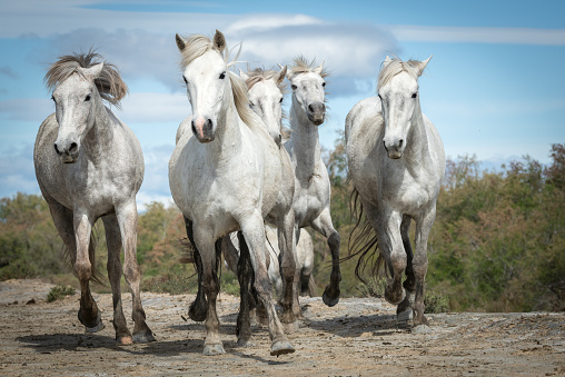 27/04/2019 : White horses are walking in the sand all over the landskape  of Camargue, south of France