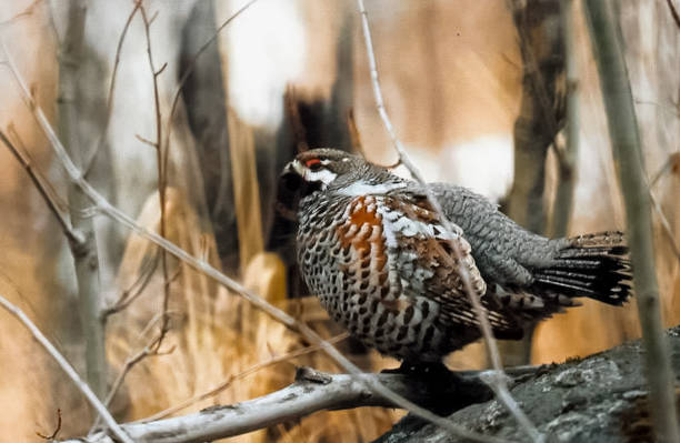 istock Bird grouse in the woods. 1279951123