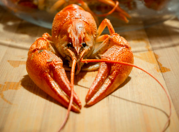 istock Red boiled crayfish Astacus astacus with pincers close up 1279952475
