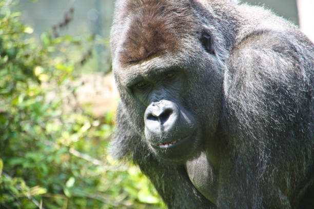 горилла в своем наружном корпусе - gorilla west monkey wildlife стоковые фото и изображения