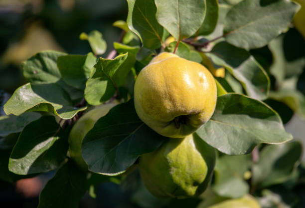 Ripening fruit of quince (Cydonia oblonga) Ripening fruit of quince (Cydonia oblonga) in the garden cydonia stock pictures, royalty-free photos & images