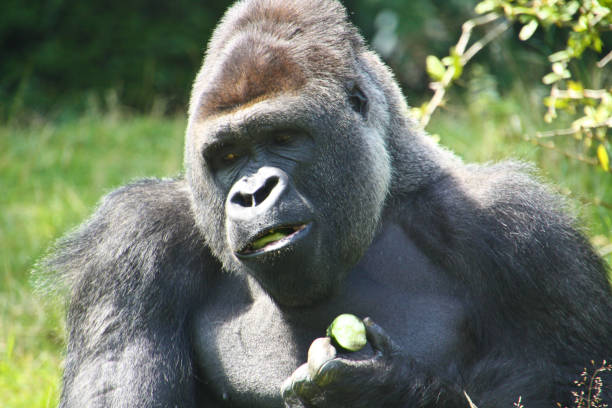 горилла в своем наружном корпусе - gorilla west monkey wildlife стоковые фото и изображения