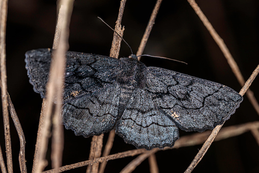 Black Geometrid moth at Cuumbeun Nature Reserve, NSW on a spring evening in October 2020