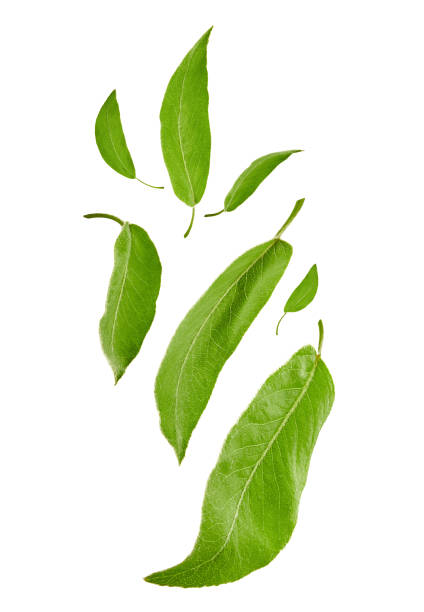 istock Flying fresh green leaves of plum tree or tea, isolated on white background. Botanical pattern, collage. Close up, copy space 1279953722