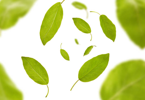 istock Flying light green leaves of plum tree or tea, isolated on white background. Botanical pattern, collage. Close up, copy space, top view 1279953739