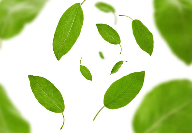 istock Falling green leaves of plum tree or tea, isolated on white background. Botanical pattern, collage. Close up, copy space, top view 1279953746