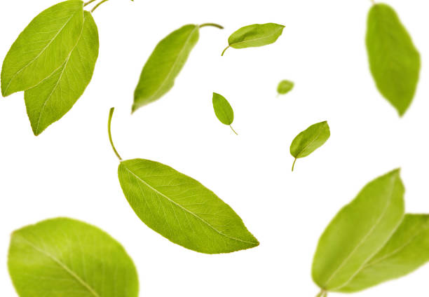 istock Green leaves of plum tree or tea are falling down, isolated on white background. Botanical pattern, collage. Close up, copy space, top view 1279953766
