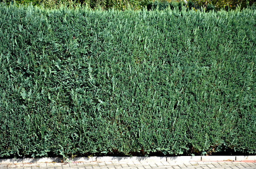 is popular for its compact growth and blue coloration. The color is gray, green. It is also very suitable for hedges, as it does not have to be cut from the sides, but if necessary, you only cut the tips