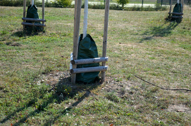 bolsas de plástico de regadío alrededor de los árboles ahorran agua y regularmente dosifican agua en el césped perfecto, el mantenimiento de cortar los bordes con una recortadora de cuerdas tiene lugar - wooden post wood grass string fotografías e imágenes de stock