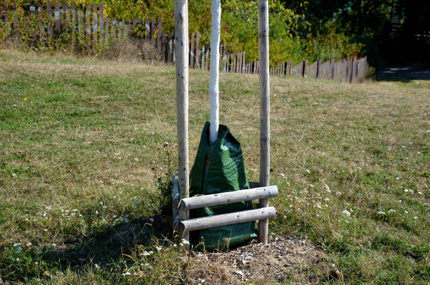 bolsas de plástico de regadío alrededor de los árboles ahorran agua y regularmente dosifican agua en el césped perfecto, el mantenimiento de cortar los bordes con una recortadora de cuerdas tiene lugar - wooden post wood grass string fotografías e imágenes de stock