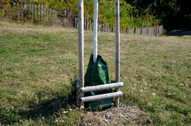 sacs en plastique irrigués autour des arbres économiser de l’eau et régulièrement la dose d’eau sur la pelouse parfaite, l’entretien de la coupe des bords avec un taille-chaîne a lieu - wooden post wood grass string photos et images de collection