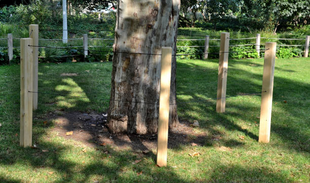 istock when maintaining greenery, it is necessary to protect trees and flower beds against entry. trees are damaged by urine, urination damages the bark of leaves and roots salinity, fertilization with nitrogen 1279955047