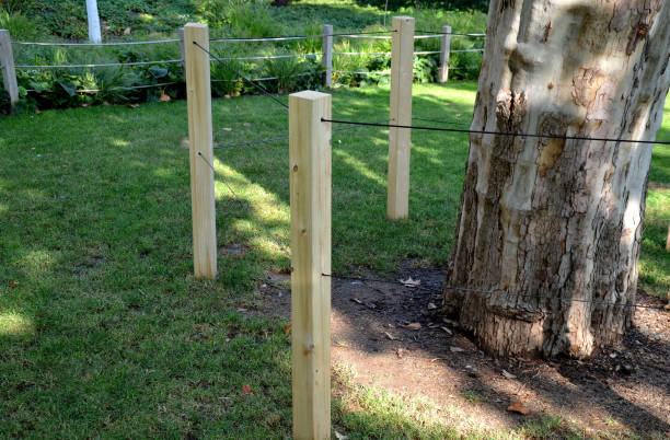 istock when maintaining greenery, it is necessary to protect trees and flower beds against entry. trees are damaged by urine, urination damages the bark of leaves and roots salinity, fertilization with nitrogen 1279955170