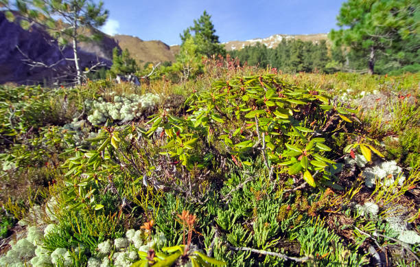 istock Blossoming moss on soil. Mountain forest moss on the soil. 1279955279