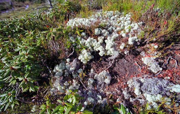 istock Blossoming moss on soil. Mountain forest moss on the soil. 1279955300
