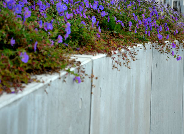 le piante perenni reclinate blu crescono ai bordi del marciapiede da cubi di granito di marmo o su un muro di contenimento di cemento fusa di colore chiaro. - sea defence concrete foto e immagini stock