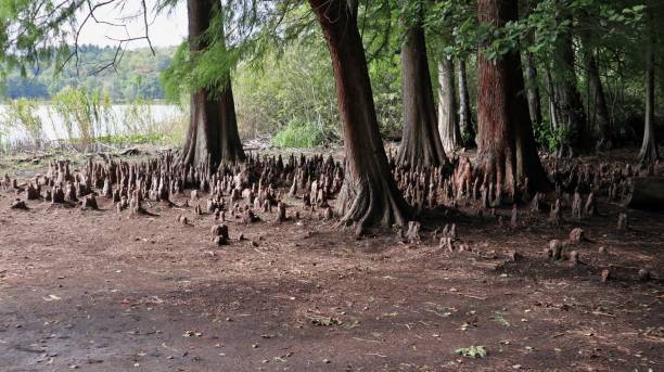 モンティッキオ - グランデ湖のほとりにある森 - lake volcano volcanic crater riverbank ストックフォトと画像