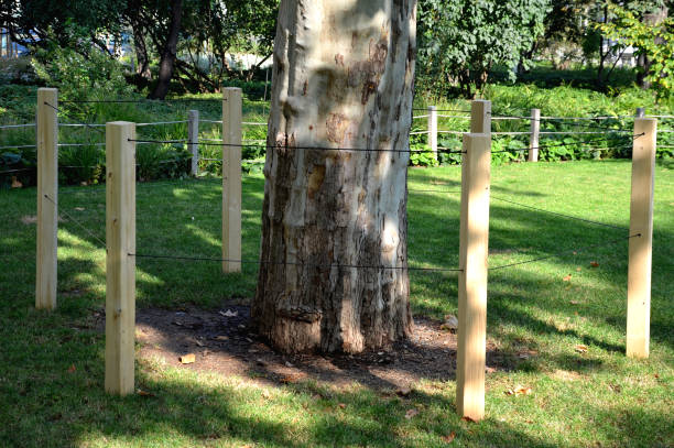 istock when maintaining greenery, it is necessary to protect trees and flower beds against entry. trees are damaged by urine, urination damages the bark of leaves and roots salinity, fertilization with nitrogen 1279955686