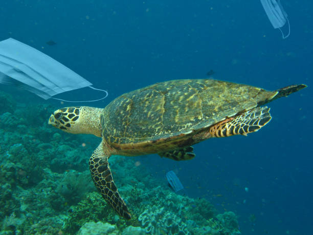 A sea turtle near a surgical mask thrown into the sea A sea turtle near a surgical mask thrown into the sea. Photo manipulation of ocean pollution and improper disposal of surgical masks during the coronavirus pandemic. plastic marine life stock pictures, royalty-free photos & images