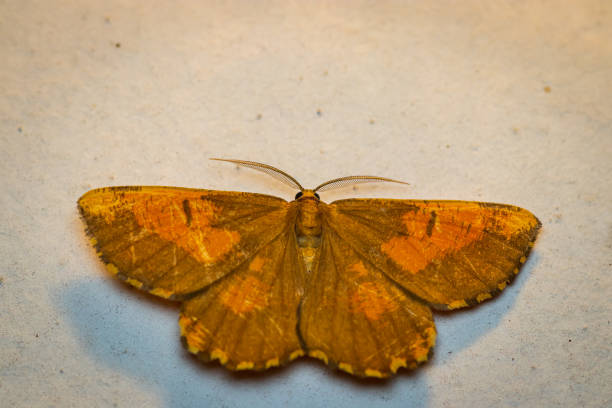 istock Orange moth (Angerona prunaria) macro on the wall at night 1279957762