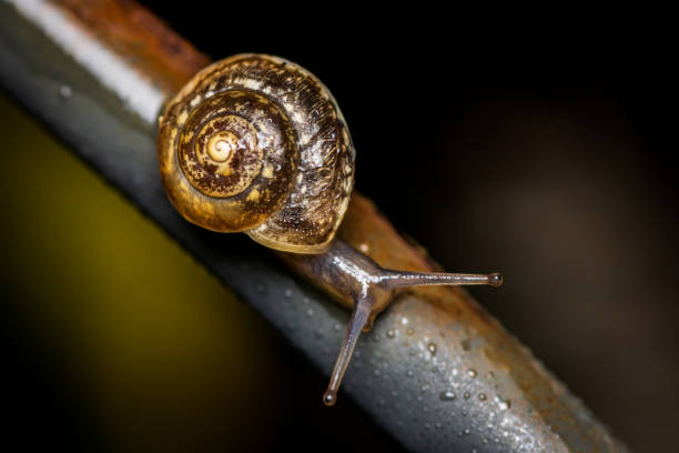 istock Young small Copse snail (Arianta arbustorum) at night after rain 1279957767