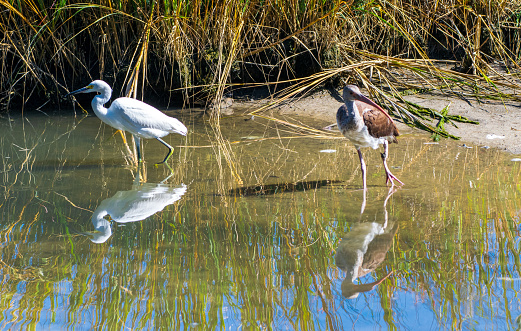 Great white egret wading in marsh water