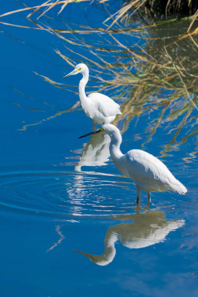 istock Pair of egrets in water with reflection 1279958361