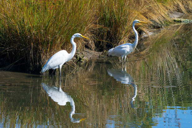 istock Egrets wading near water's edge 1279958982