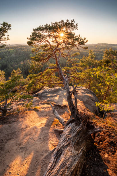 Sunset over forest Sunset over deep forest of Kokorinsko area, Czech czech republic mountains stock pictures, royalty-free photos & images