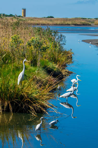 istock Group of egret along shoreline 1279959418