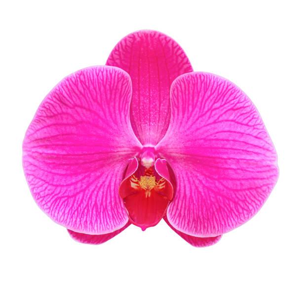 istock pink orchid flower isolated on white background. 1279959524