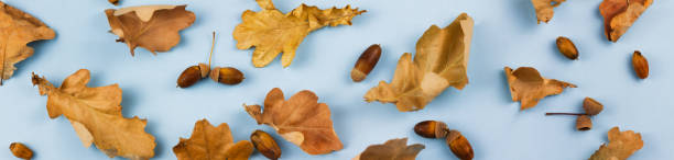 istock Leaves with acorns on a blue background. 1279960042