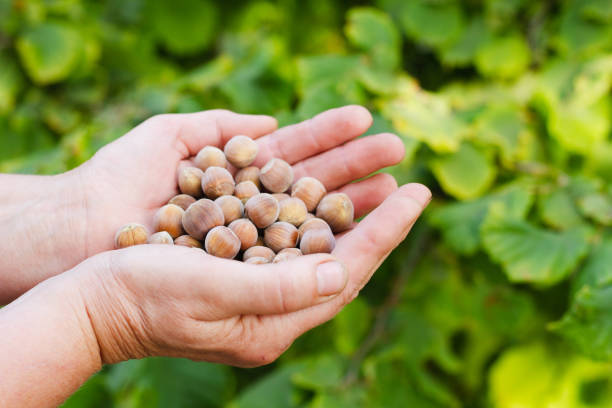 istock Woman holding nuts in her hands. 1279960845
