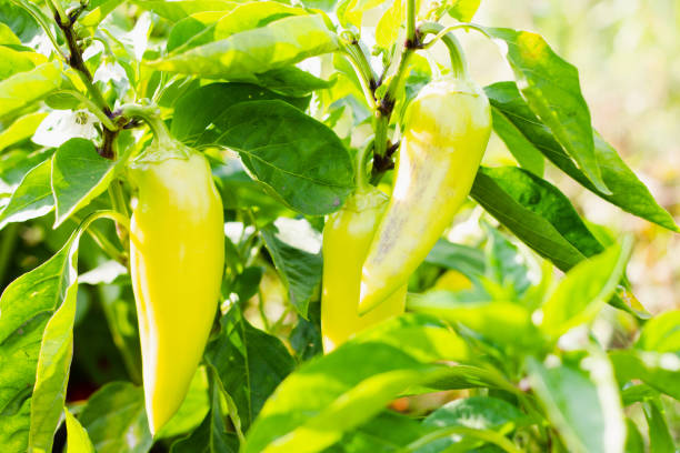 istock Pepper on the background of bushes. 1279960891
