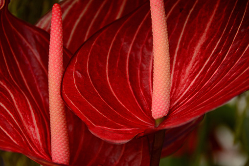 Potted plant : close-up of two flowerheads. Bract leaf with spadix and striped pattern.
Anthurium livium.