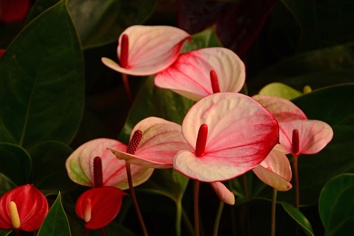 Inflorescence Anthurium in mix color with red spadix.