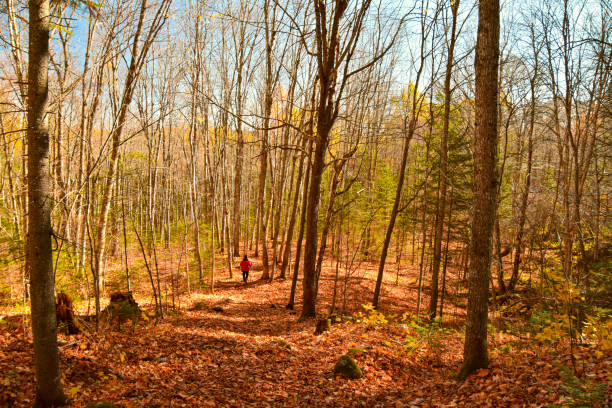 istock An autumn walk in the Canadian forest in Quebec 1279961457