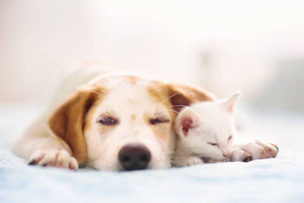 istock Cat and dog sleeping. Puppy and kitten sleep. 1279962039