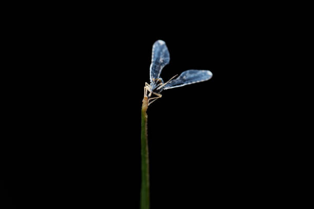 Debrid fly, Proutista moesta, Satara, Maharashtra, India