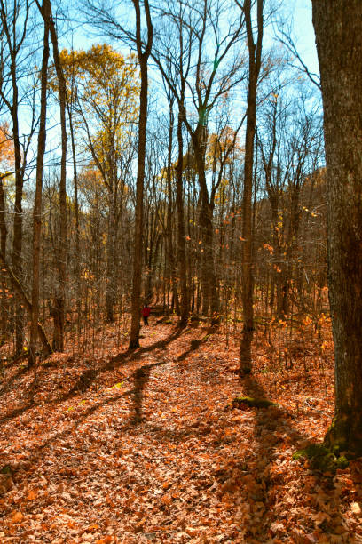 istock An autumn walk in the Canadian forest in Quebec 1279964124