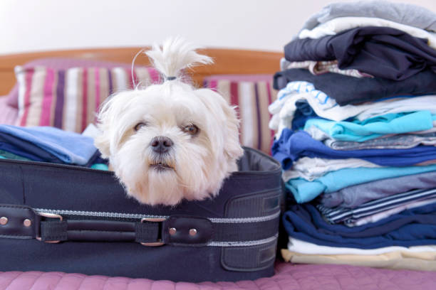 istock Dog sitting in the suitcase 1279965137