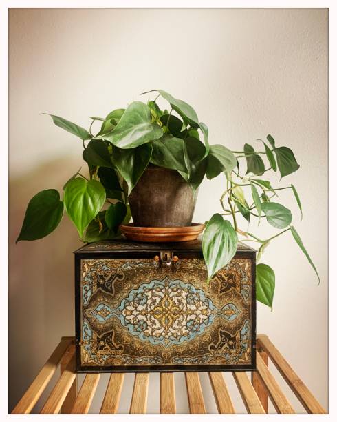 Philodendron Houseplant on Antique Tin Box