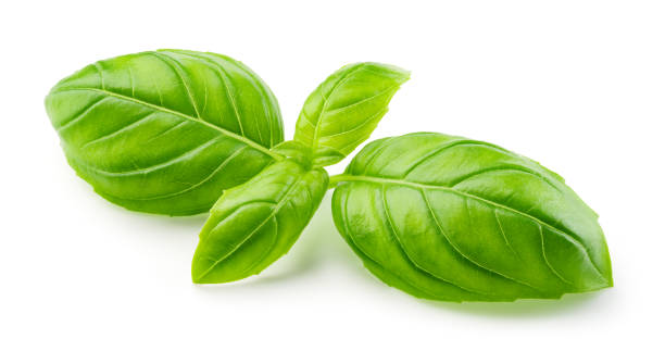 istock Basil leaf isolated. Basil leaves on white. Basil leaves on branch. Full depth of field. 1279965582