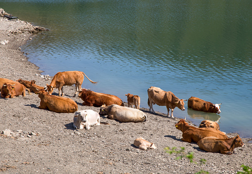 Cows on the shore of Giacopiane lake, an artificial reservoir located in the Sturla valley in the municipality of Borzonasca, inland of Chiavari, Genoa province, Italy
